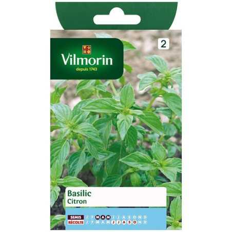 Fiche produit Basilic Citron