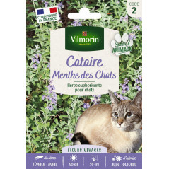 Catnout Seed Bag Catmint in formato economico